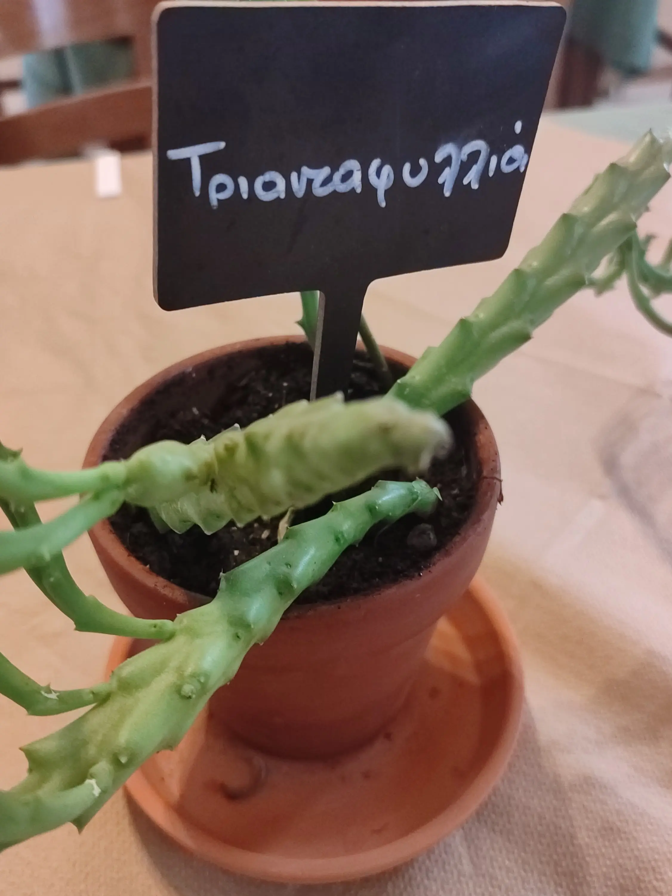 Εσωτερικός χώρος από την ταβέρνα Πεντέλεια